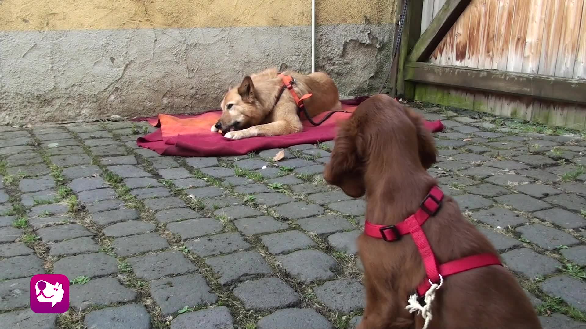Distanzknurren