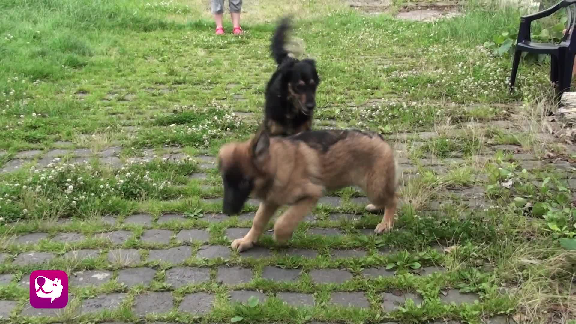Fell aufstellen