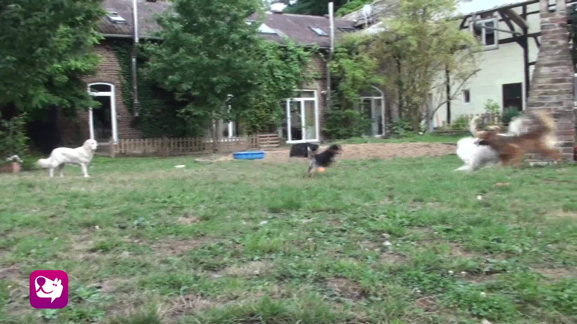 Scheinattacke