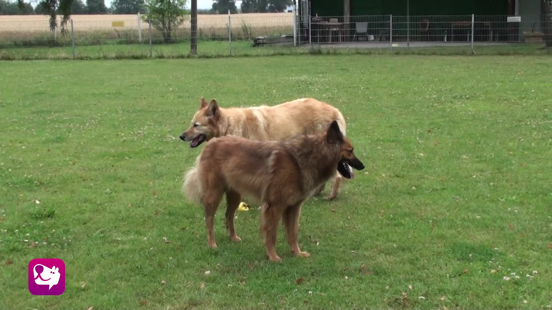 Züngeln