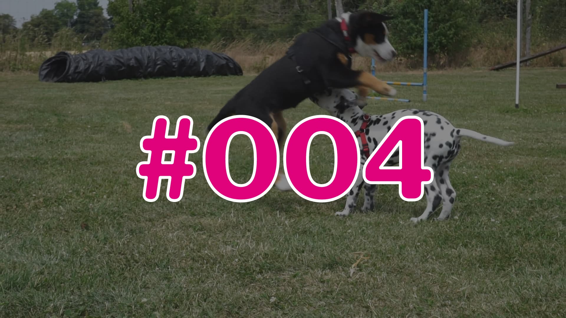 #004 - Wissens-Check