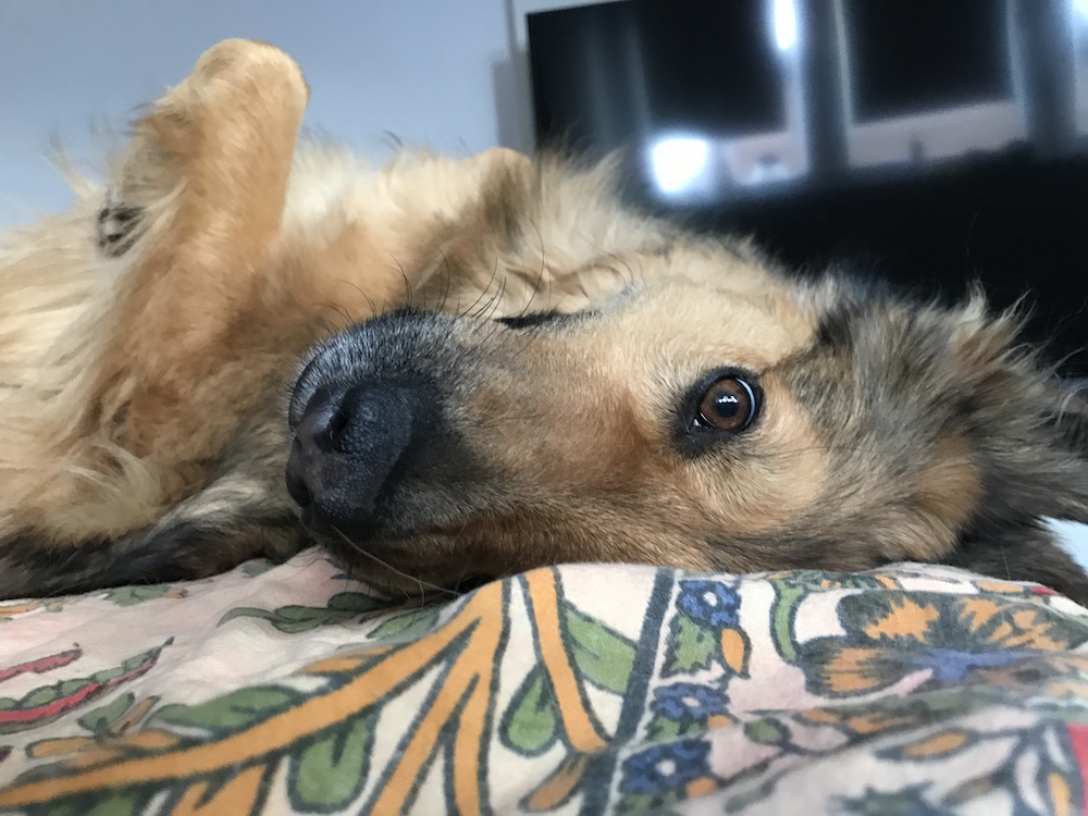 Mache ich genug mit meinem Hund?