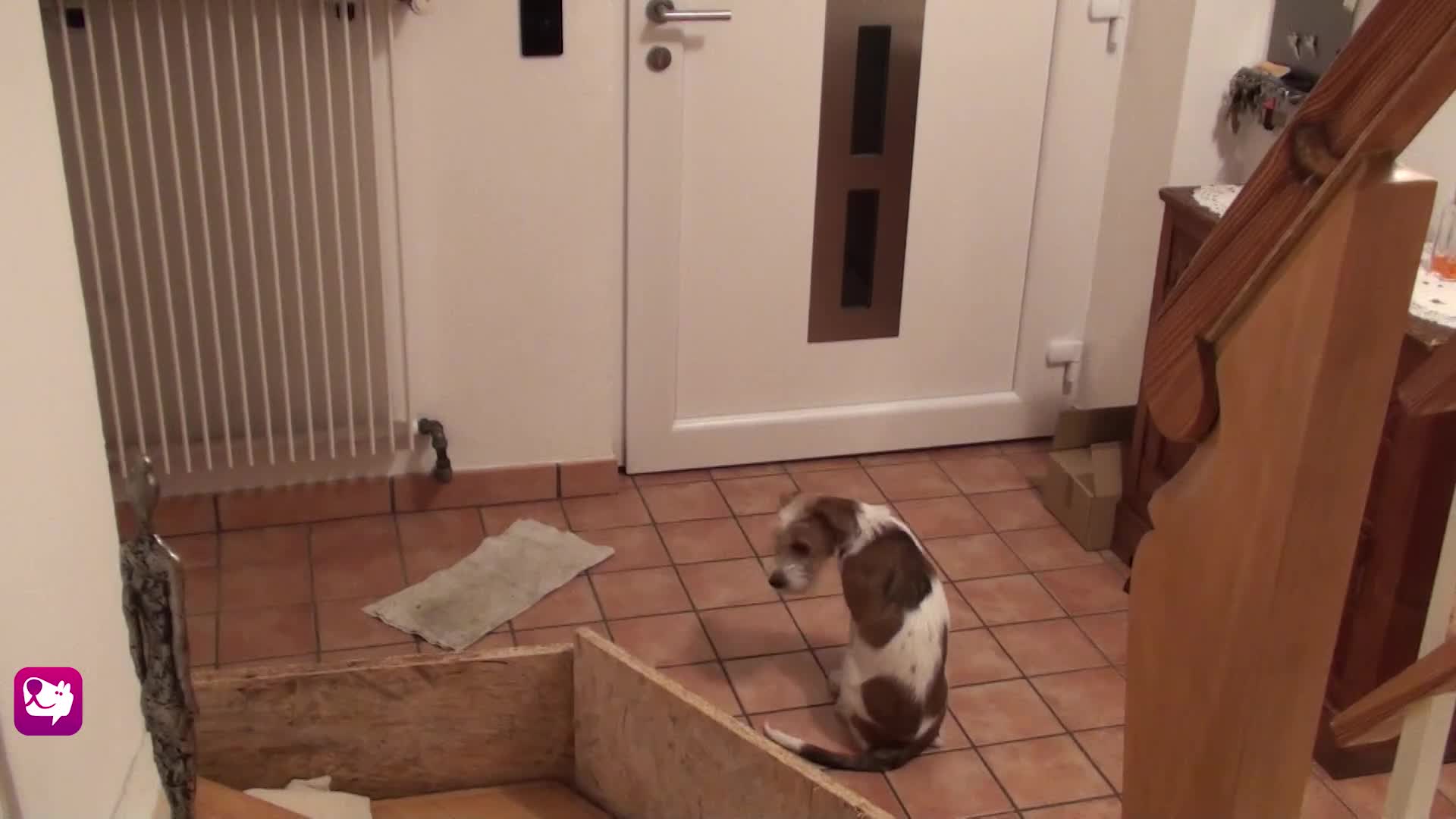 Heulen allein im Haus