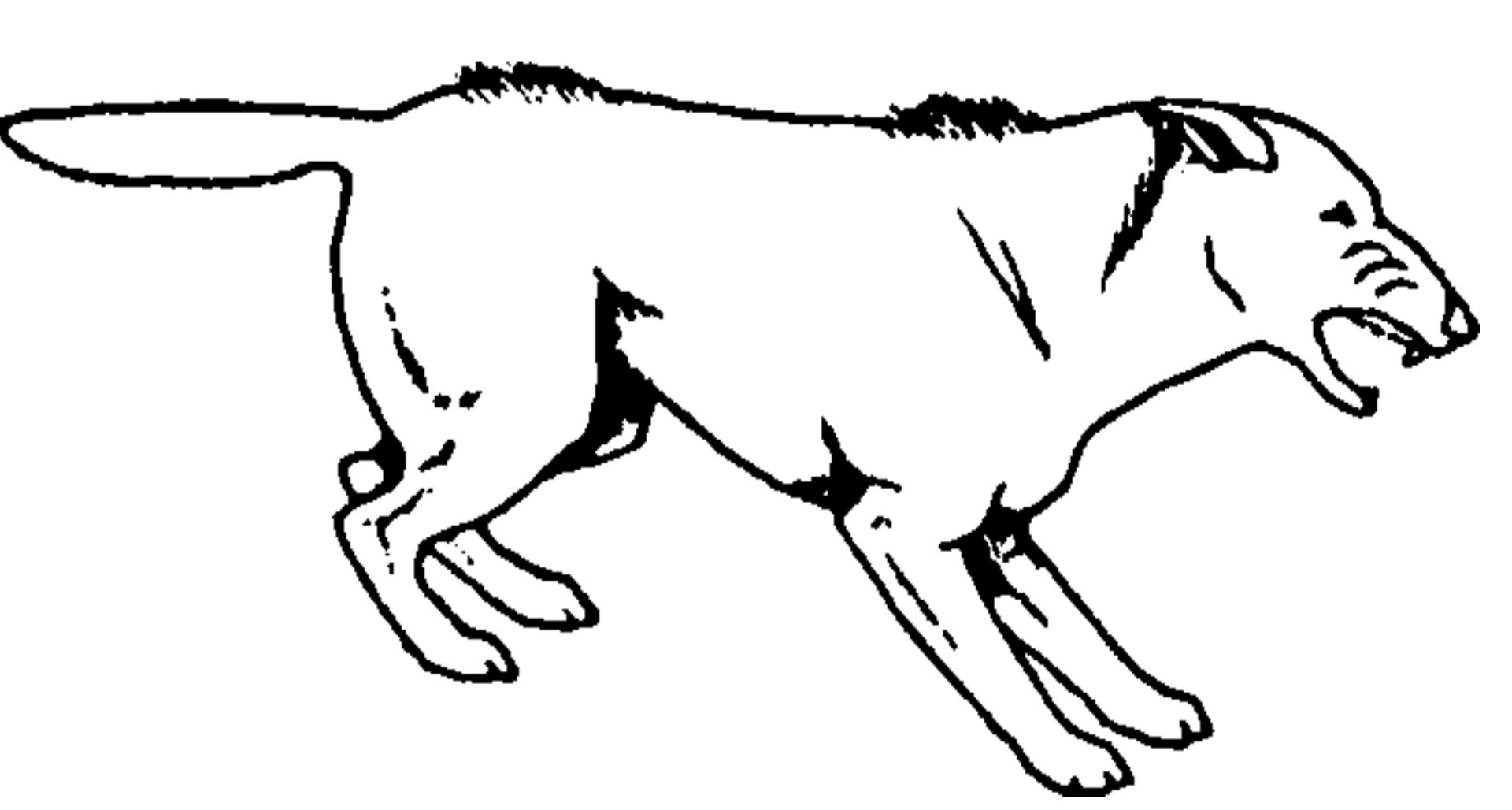 Welchen Ausdruck zeigt dieser Hund?