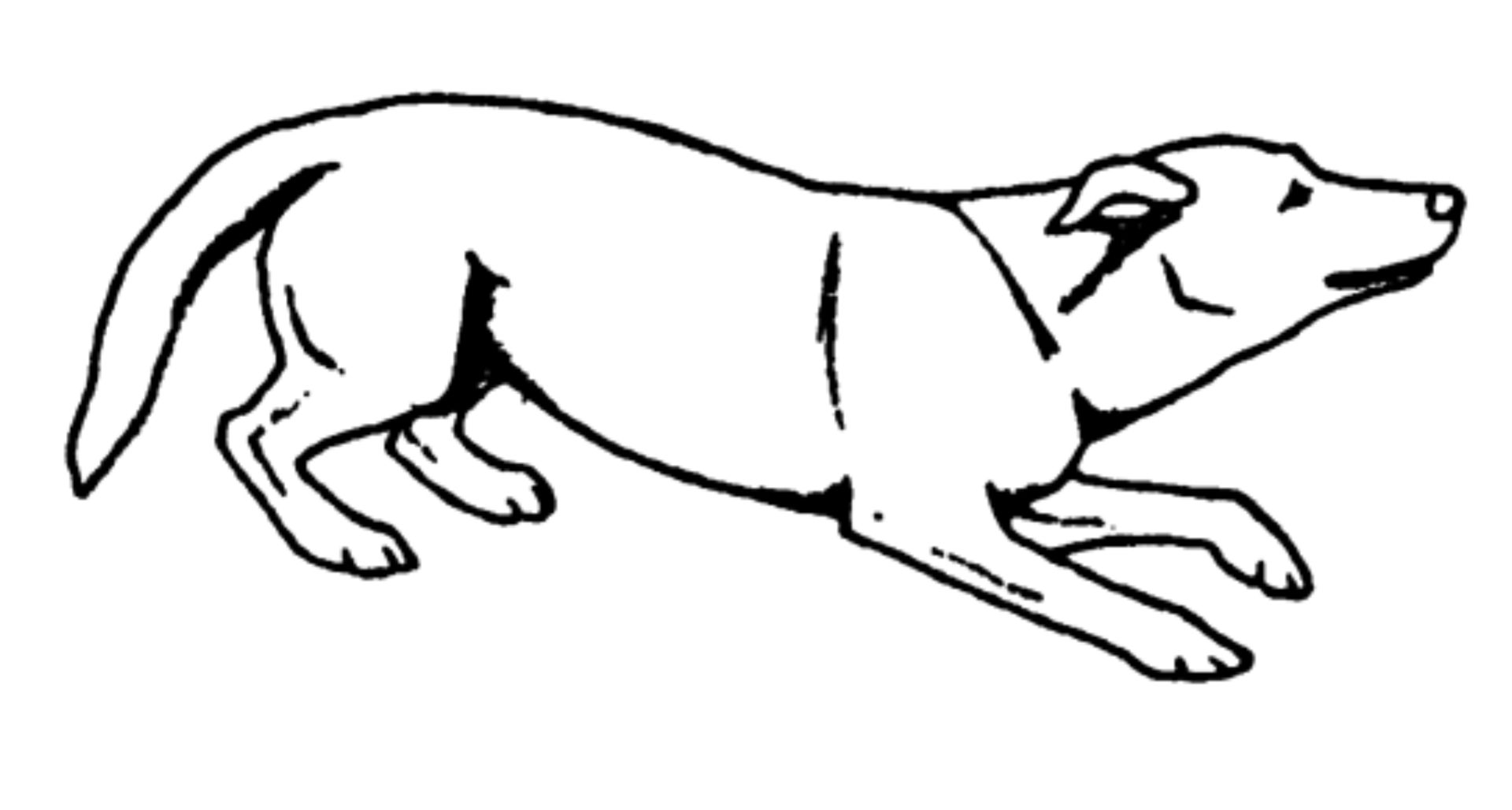 Welchen Ausdruck zeigt dieser Hund?