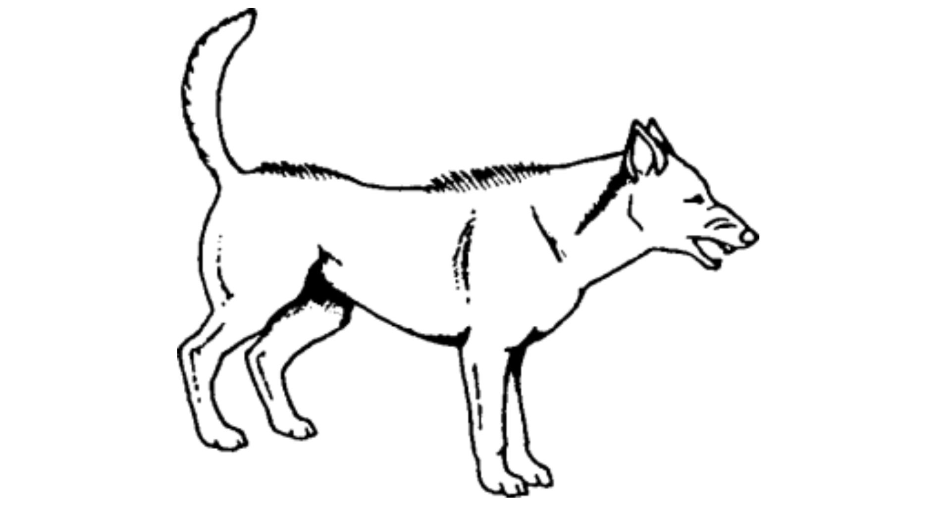 Welchen Ausdruck zeigt dieser Hund?