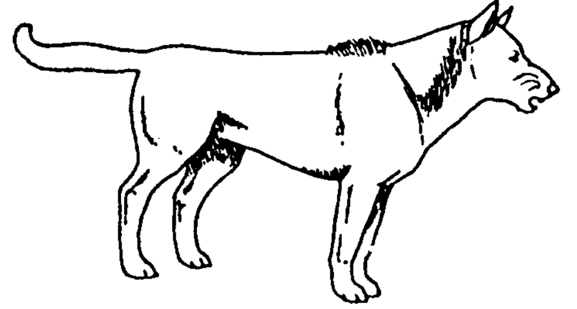 Welchen Ausdruck zeigt dieser Hund?