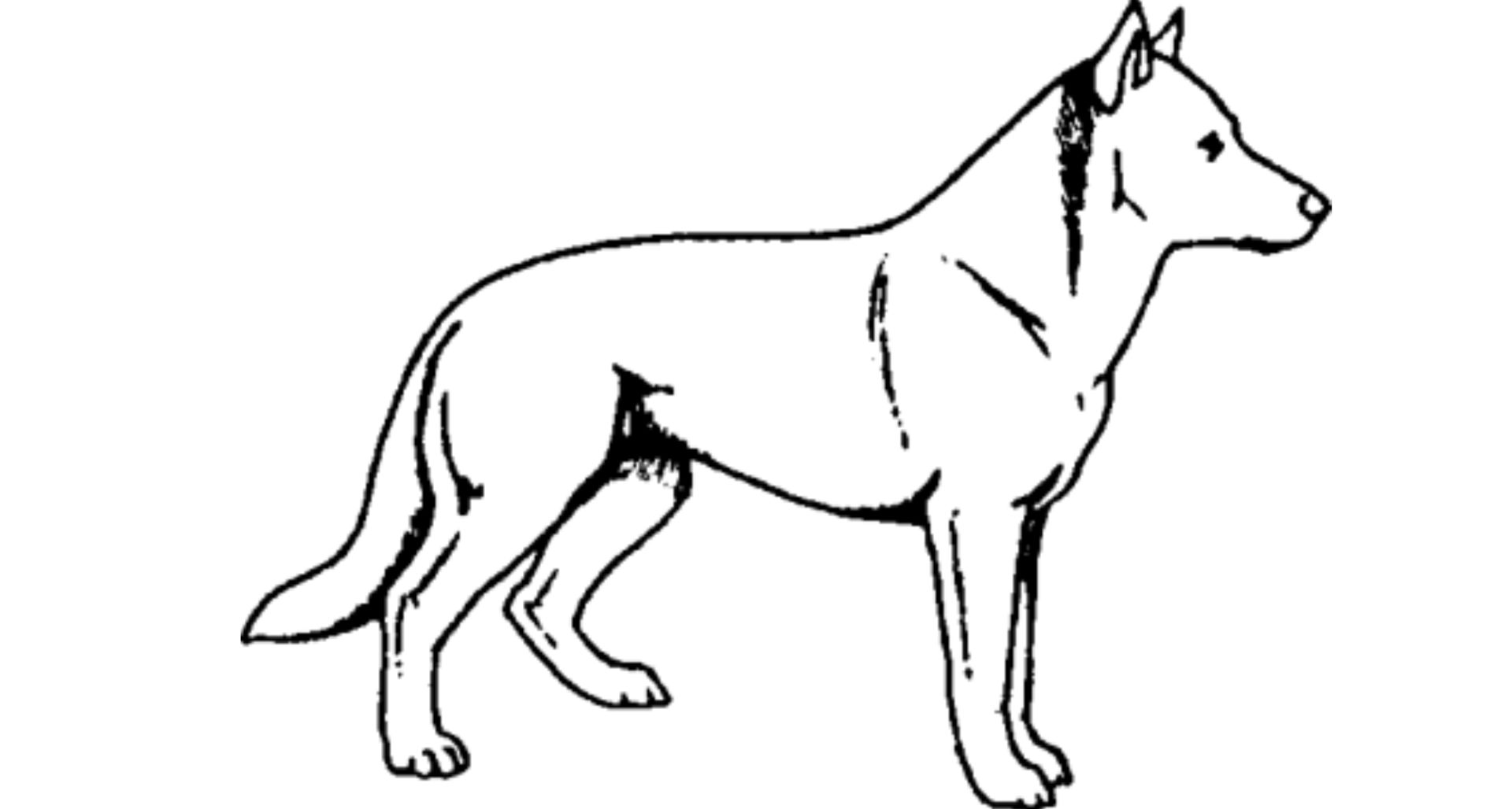 Welchen Ausdruck zeigt dieser Hund?