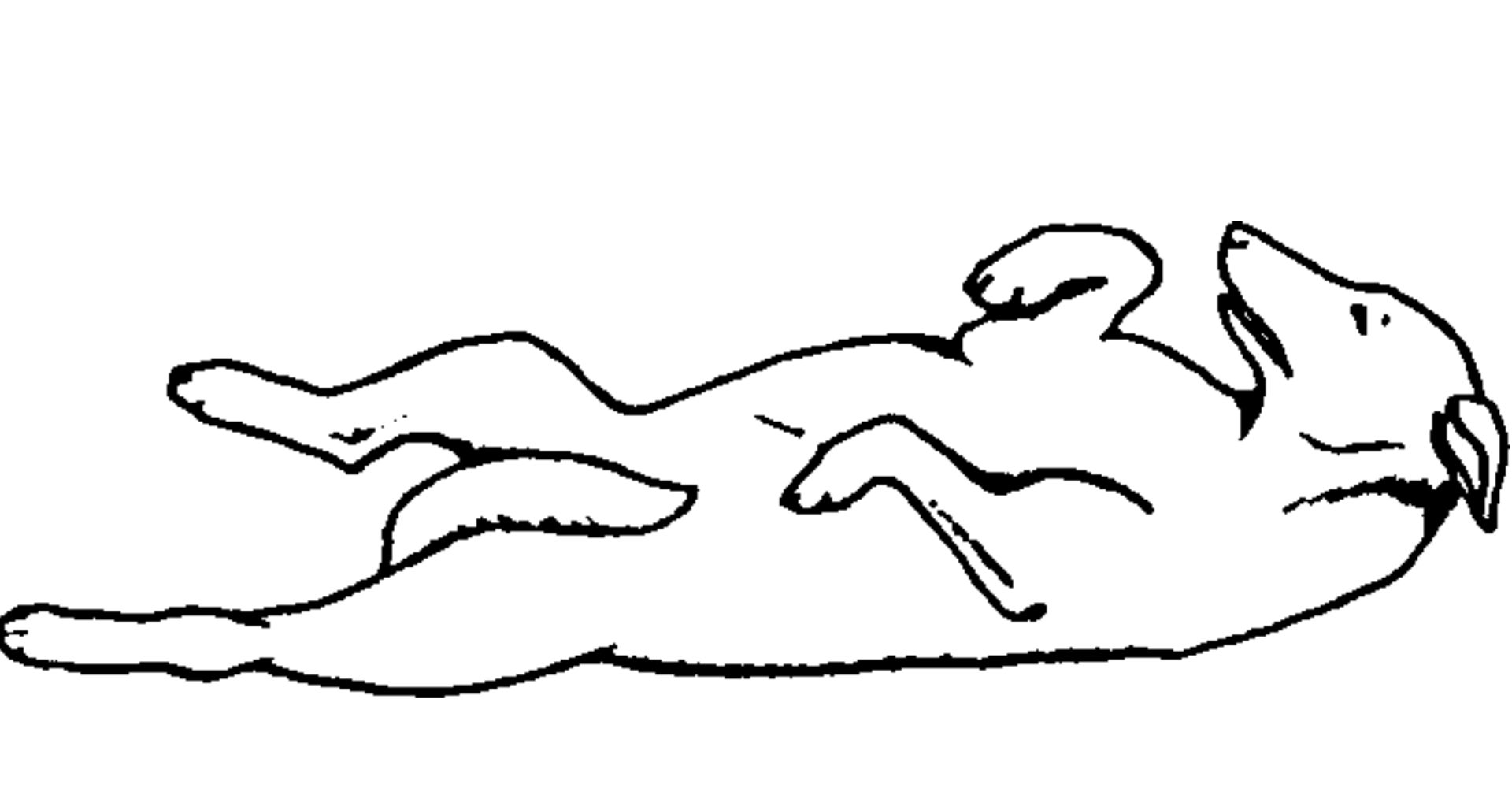 Welchen Ausdruck zeigt dieser Hund?