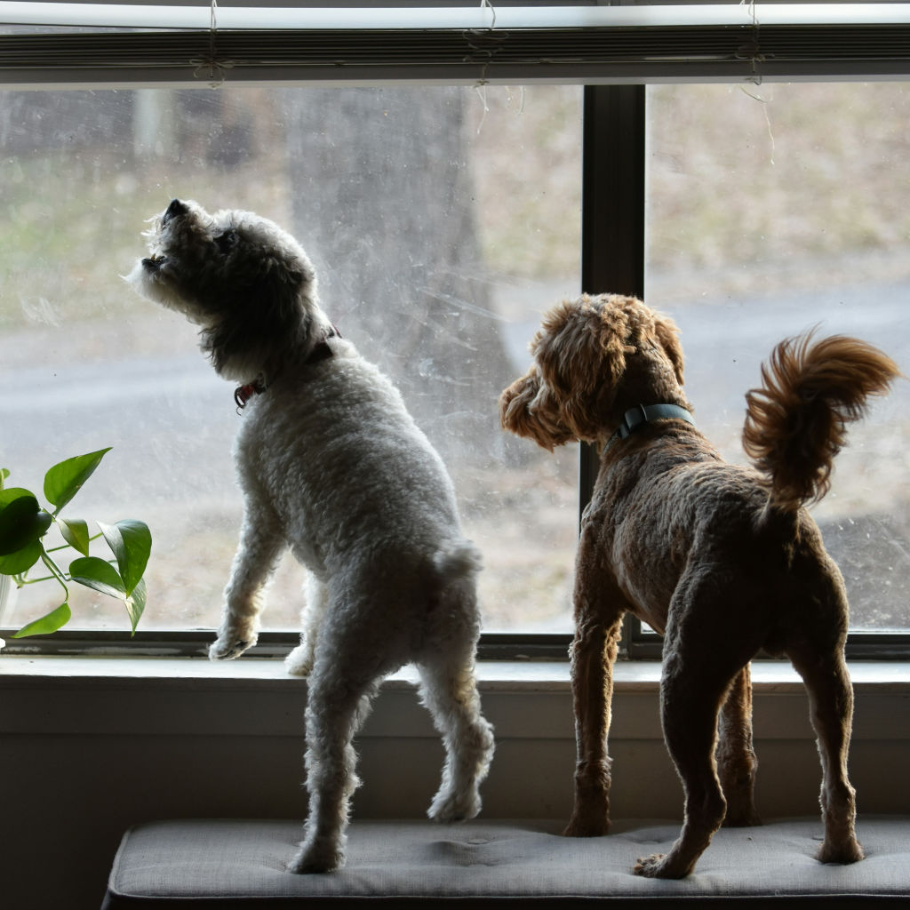 Bellen im Haus und Garten