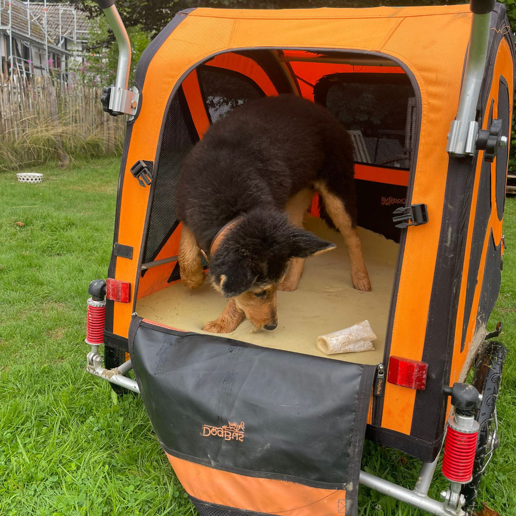 Hundealltag