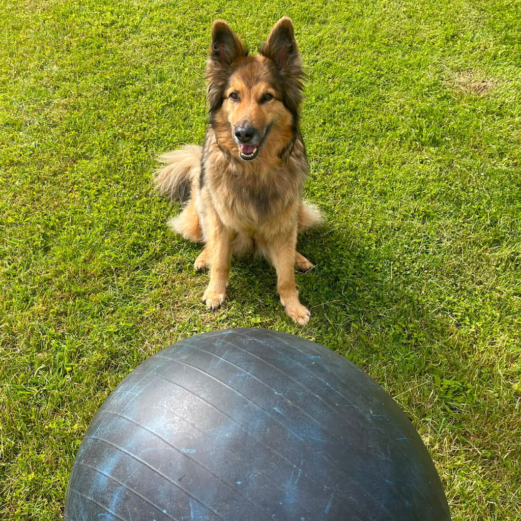 Treibball